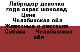 Лабрадор девочка1.5года окрас шоколад › Цена ­ 2 000 - Челябинская обл. Животные и растения » Собаки   . Челябинская обл.